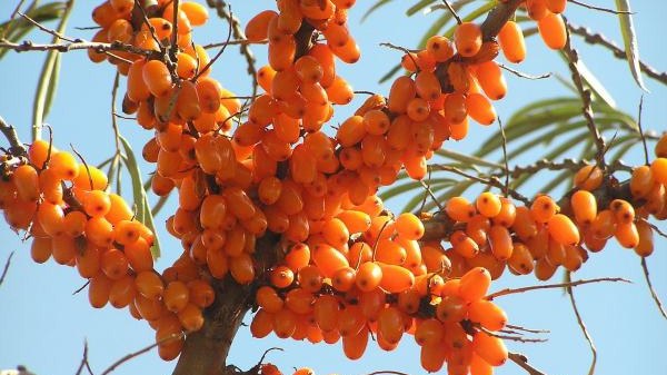 caytikaninin-hansi-faydalari-var-1728584321