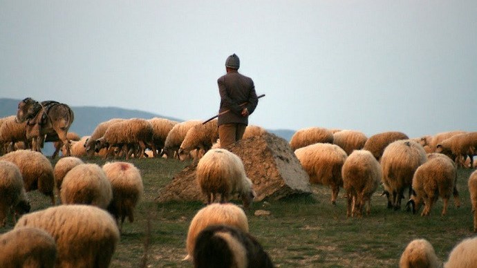 ismayillida-yuk-masini-cobani-vurdu-onlarla-qoyun-telef-oldu-1750610837