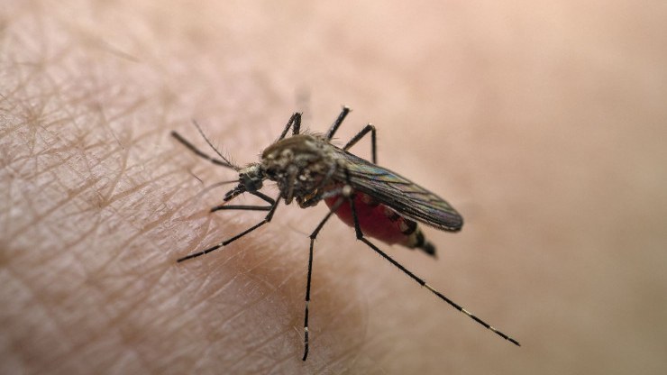 agcaqanadlarla-yayilan-virus-azerbaycana-gelib-resmi-1754985997
